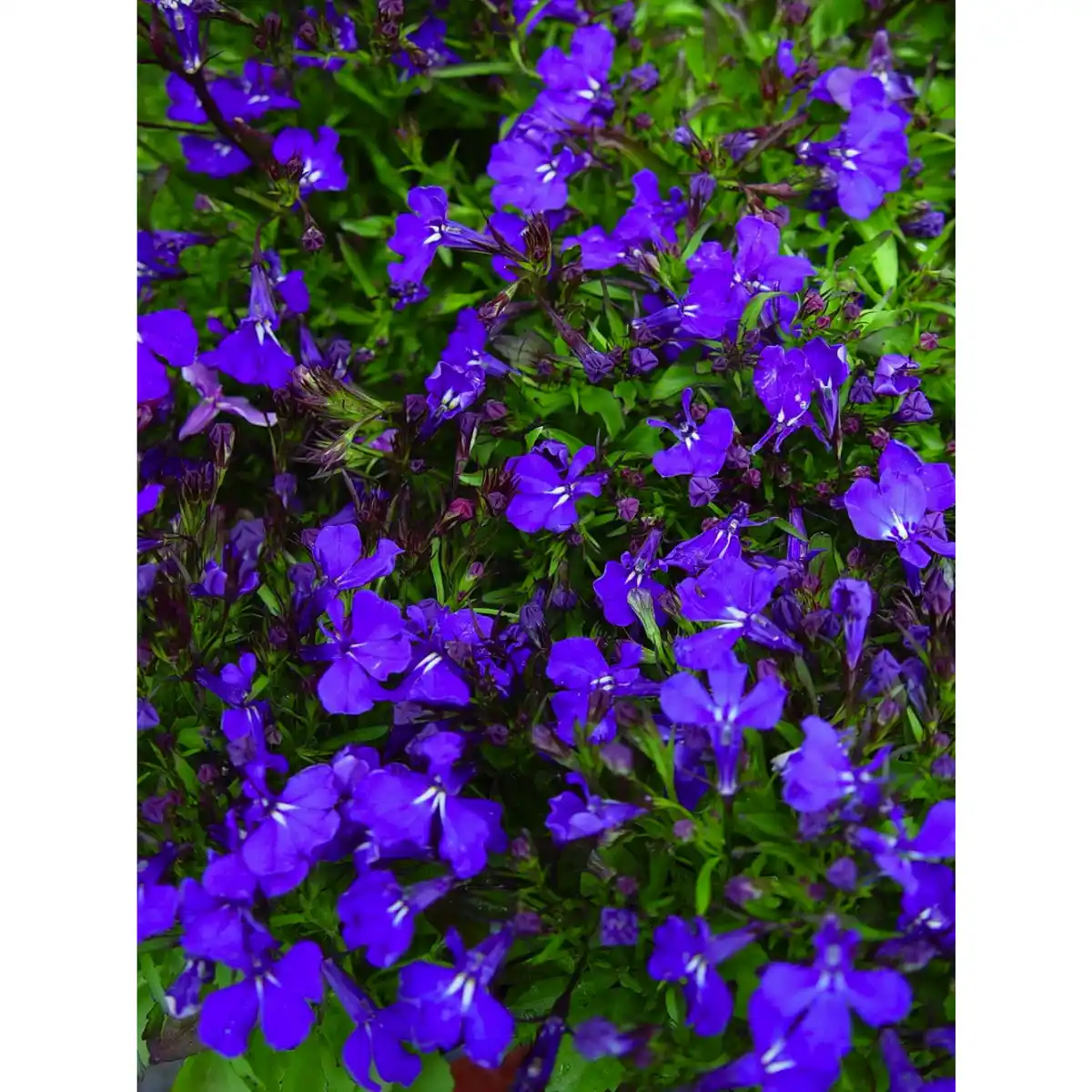 Bild 1 von Lobelie, Lobelia erinus , Blüte: blau, einfach