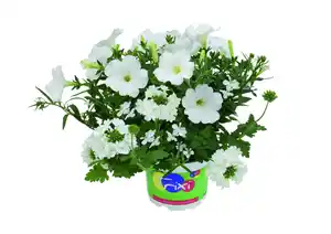 Petunie Trixi Calibrachoa 19 cm Topf