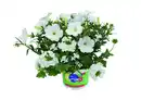 Bild 1 von Petunie Trixi Calibrachoa 19 cm Topf