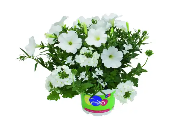 Bild 1 von Petunie Trixi Calibrachoa 19 cm Topf
