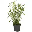 Bild 1 von Garteneibisch, Hibiscus syriacus »Red Heart«, Blätter: grün, Blüten: zweifarbig
