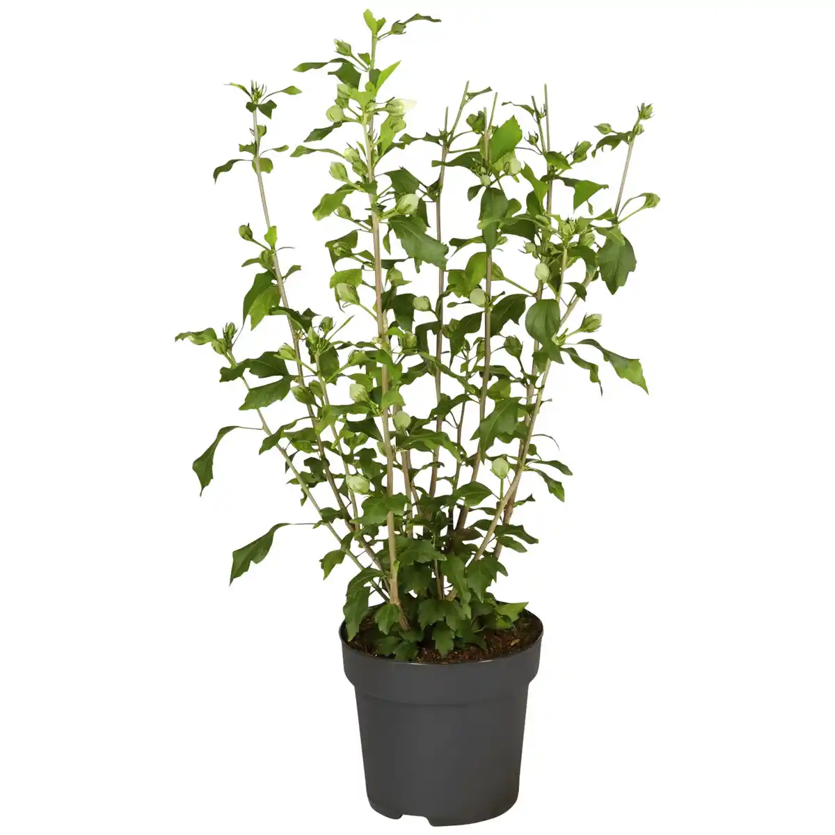 Bild 1 von Garteneibisch, Hibiscus syriacus »Red Heart«, Blätter: grün, Blüten: zweifarbig