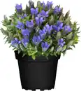 Bild 1 von Enzian Gentiana scabra Rocky Diamond 10,5 cm Topf