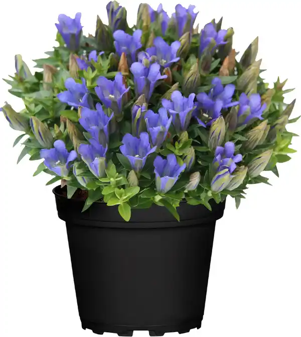 Bild 1 von Enzian Gentiana scabra Rocky Diamond 10,5 cm Topf