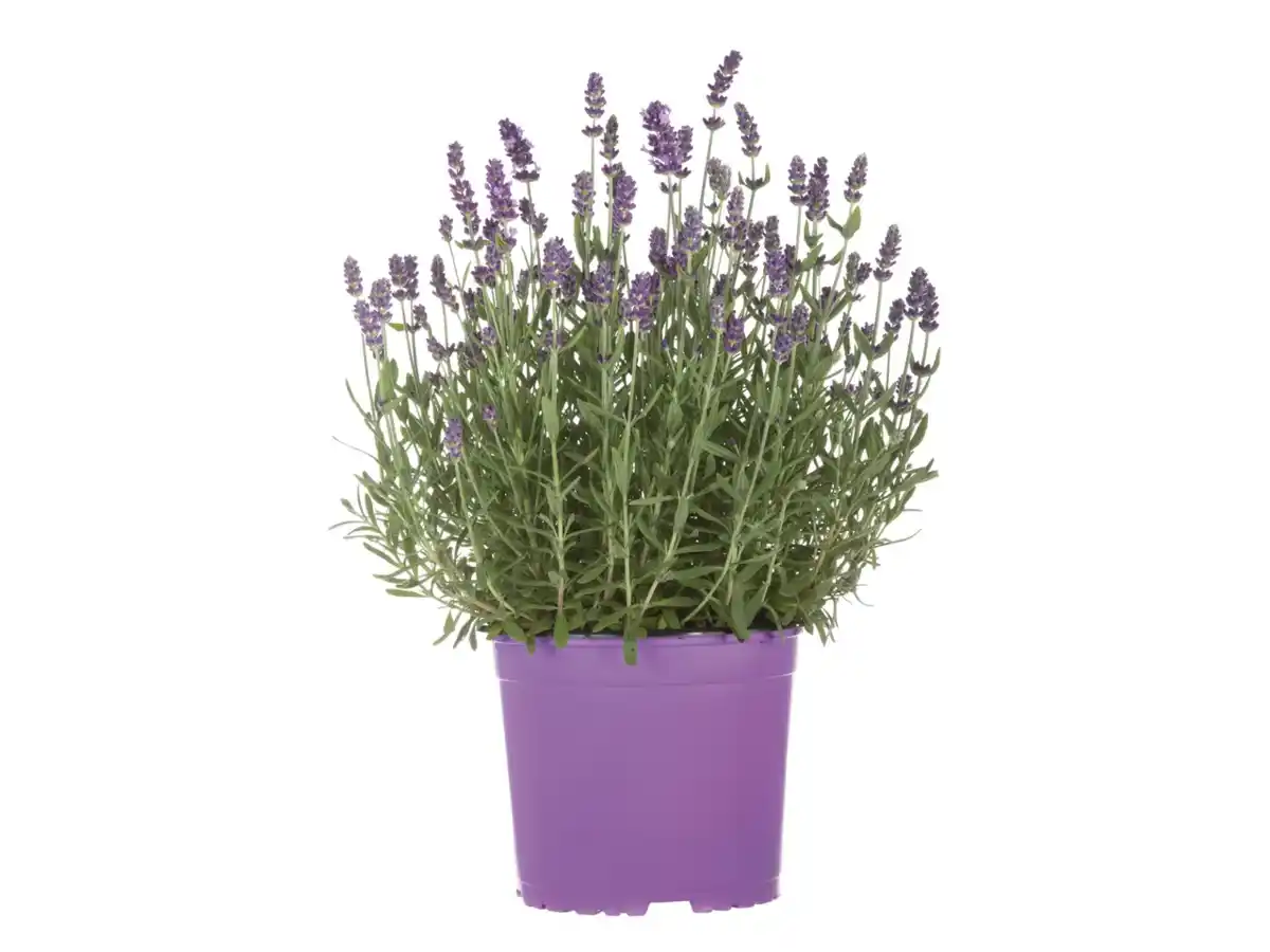 Bild 1 von Lavendel angustifolia