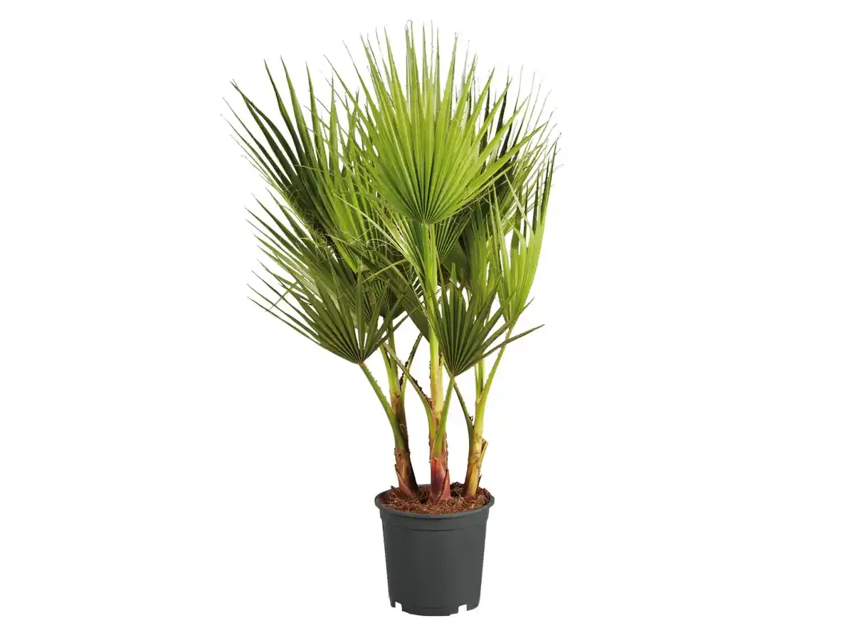 Bild 1 von Winterharte Palme