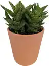 Bild 1 von Cactaceae Sukkulenten 10,5 cm im 11 cm Topf