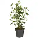 Bild 1 von Garteneibisch, Hibiscus syriacus »Marina«, Blätter: grün, Blüten: zweifarbig