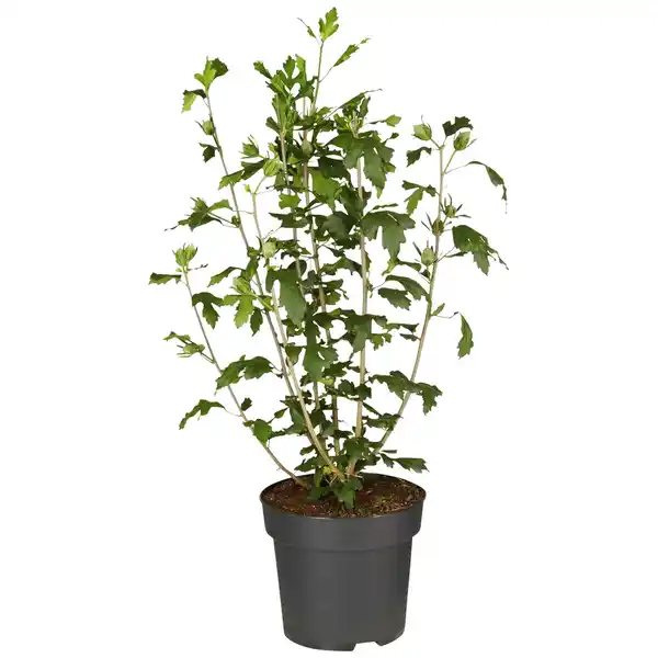 Bild 1 von Garteneibisch, Hibiscus syriacus »Marina«, Blätter: grün, Blüten: zweifarbig
