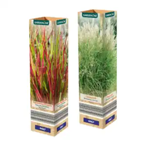 GARDENLINE Ziergras