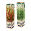 Bild 1 von GARDENLINE Ziergras