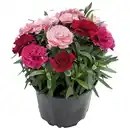 Bild 1 von Edel-Nelke, Dianthus caryophyllus, Blüte: bunt
