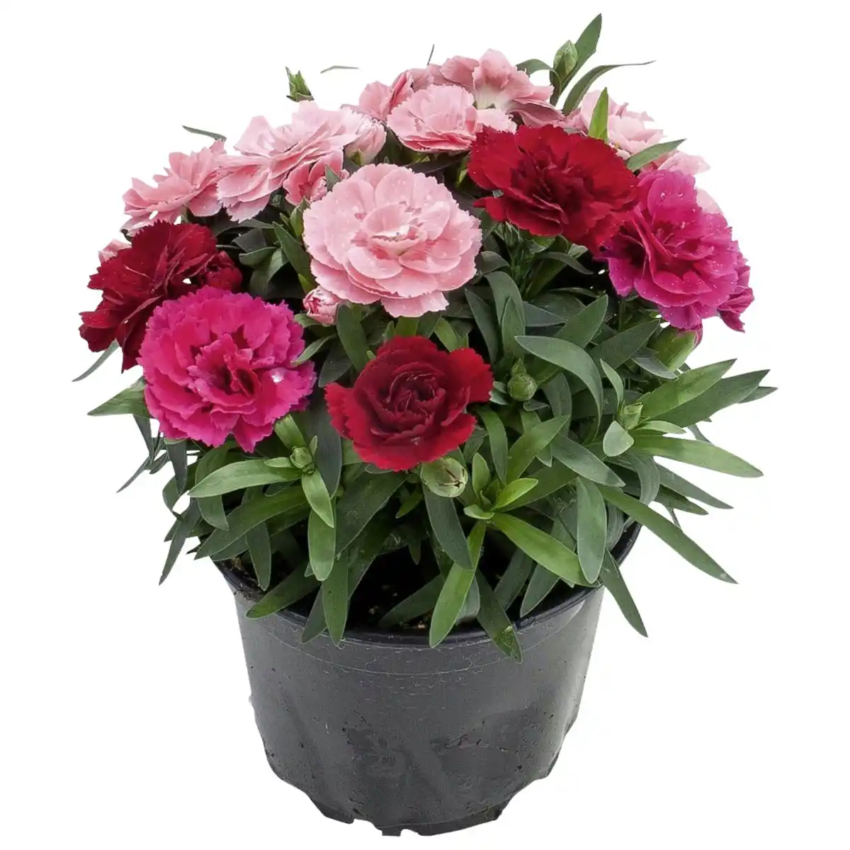 Bild 1 von Edel-Nelke, Dianthus caryophyllus, Blüte: bunt