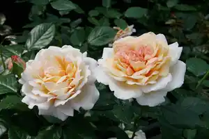 Parfuma Duftrosen in Sorten 5 l Container