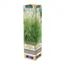 Bild 4 von GARDENLINE Ziergras
