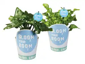 Bloom your room-Grünpflanzen