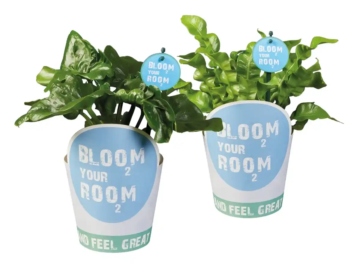 Bild 1 von Bloom your room-Grünpflanzen