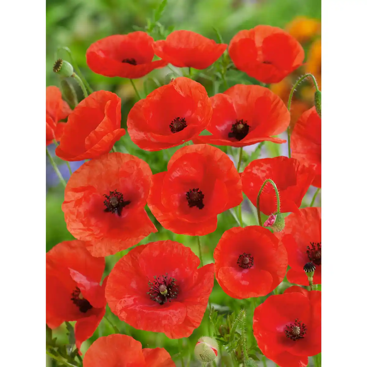 Bild 2 von Stauden, Topfgröße ∅: 19 cm, bunter Blütenmix