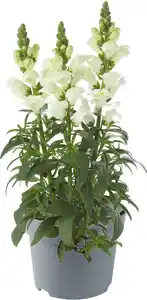 Löwenmäulchen in Sorten Antirrhium H 40 cm+ 5 L Container