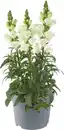 Bild 1 von Löwenmäulchen in Sorten Antirrhium H 40 cm+ 5 L Container