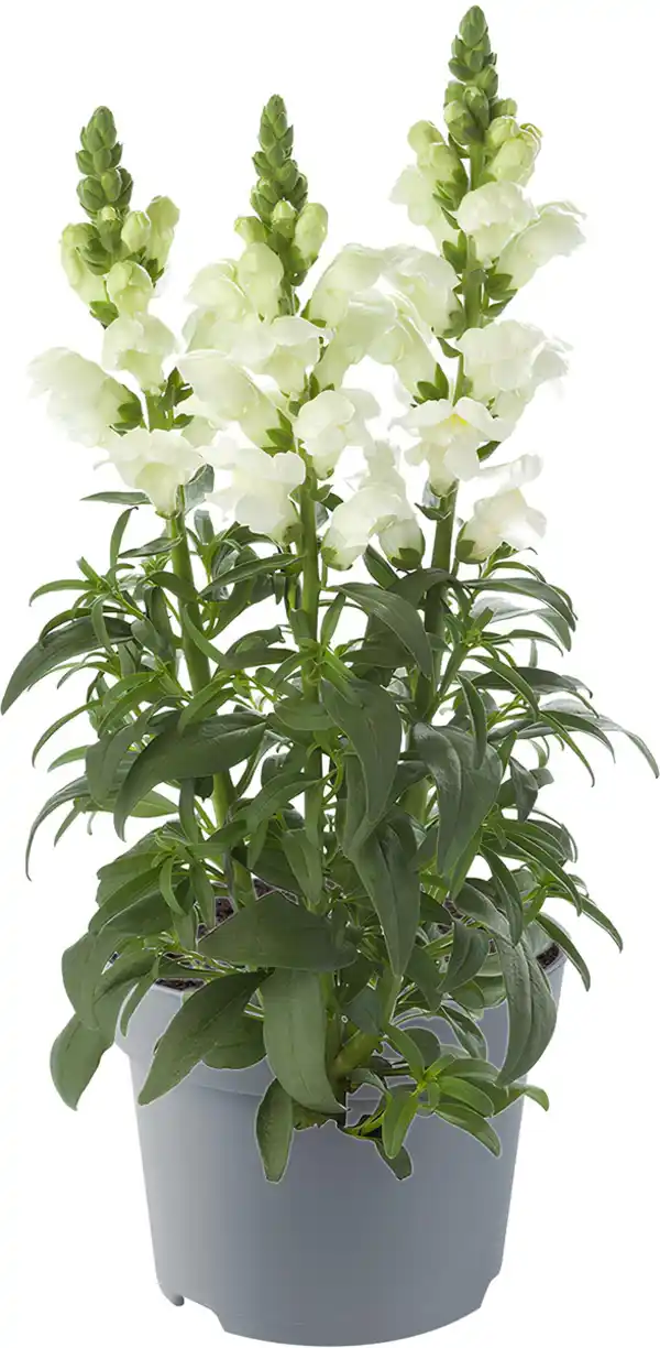 Bild 1 von Löwenmäulchen in Sorten Antirrhium H 40 cm+ 5 L Container