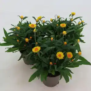 Strohblume, Helichrysum bracteantha, Blüte: gemischt, einfach