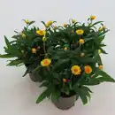 Bild 1 von Strohblume, Helichrysum bracteantha, Blüte: gemischt, einfach