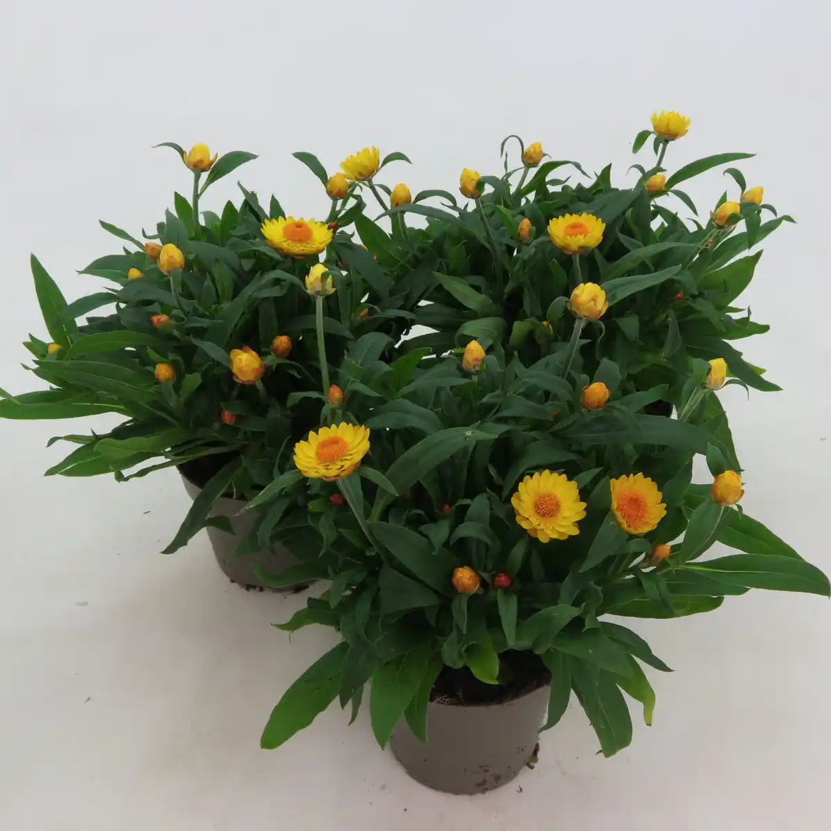 Bild 1 von Strohblume, Helichrysum bracteantha, Blüte: gemischt, einfach