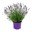 Bild 2 von GARDENLINE Lavendel