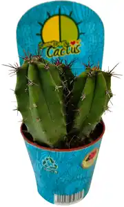 Kakteen mix 5,5 cm Topf