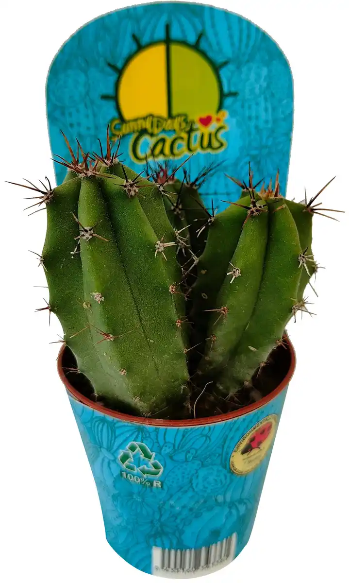 Bild 1 von Kakteen mix 5,5 cm Topf