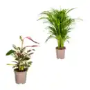 Bild 1 von GARDENLINE Grünpflanze