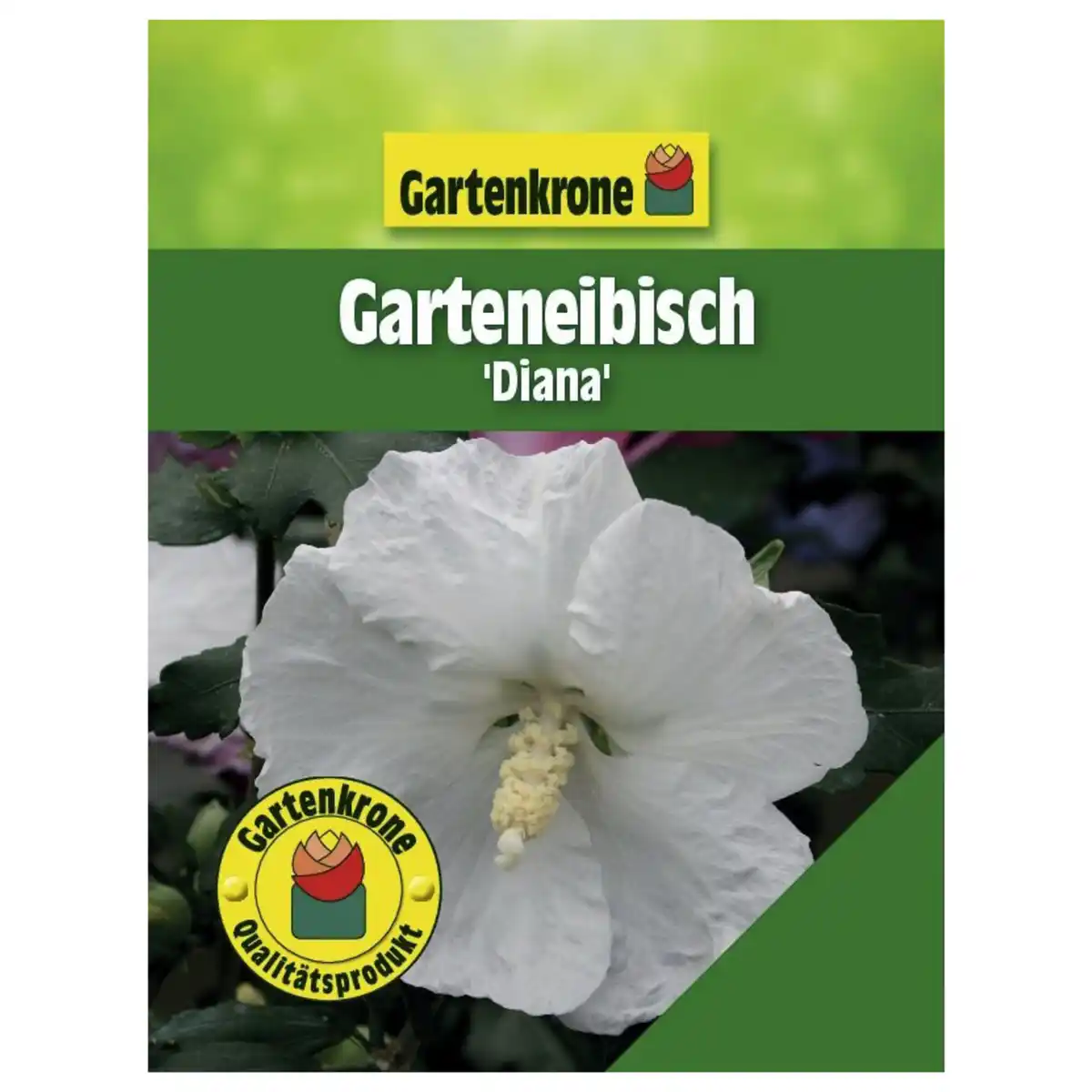 Bild 1 von Garteneibisch, Hibiscus syriacus »Diana«, Blätter: grün, Blüten: weiß
