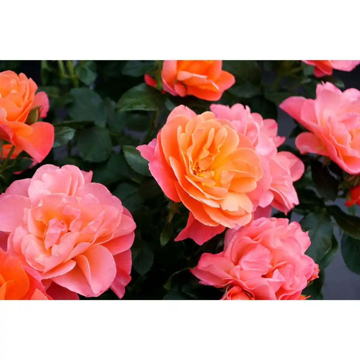 Bild 2 von Beetrose Sugar Candy ®, orange-Lachs-Rosé