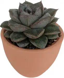 Cactaceae Sukkulenten 8,5 cm im 9 cm Topf