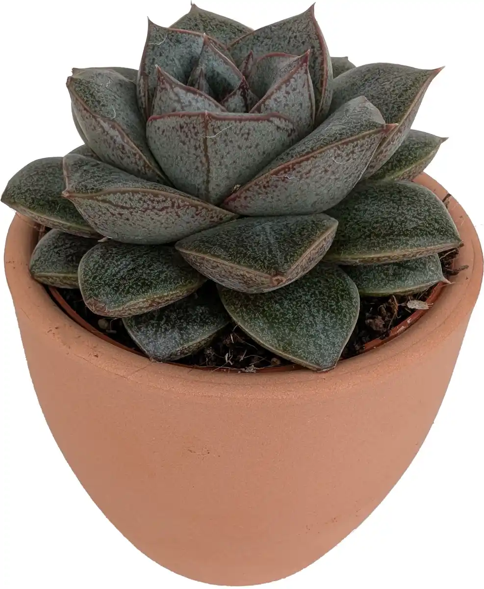 Bild 1 von Cactaceae Sukkulenten 8,5 cm im 9 cm Topf