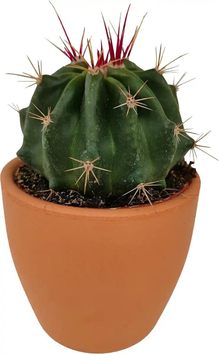 Bild 1 von Kakteen Cactus in terracotta 8,5 cm Topf