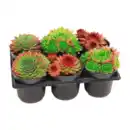 Bild 1 von GARDENLINE Sempervivum