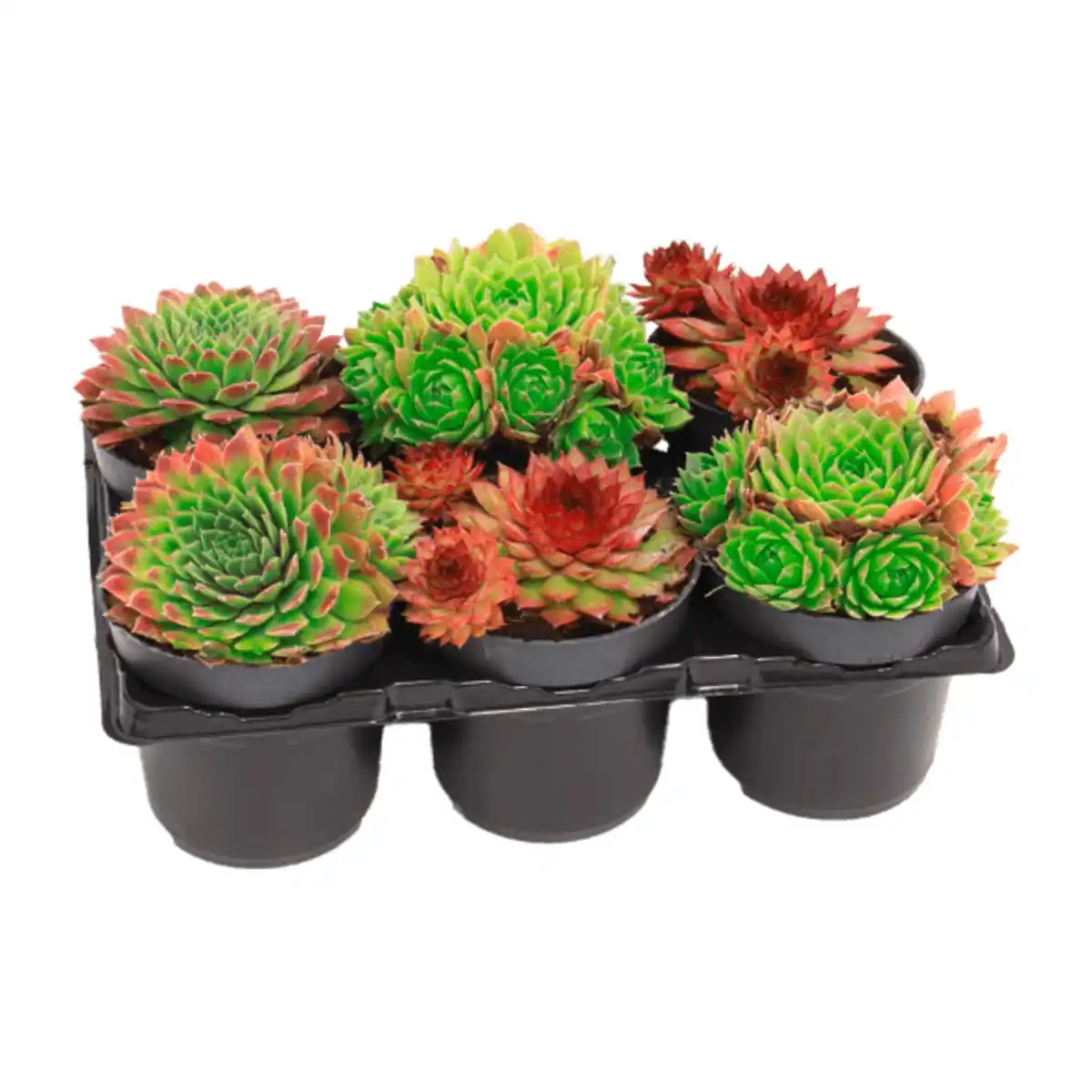 Bild 1 von GARDENLINE Sempervivum