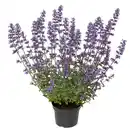 Bild 1 von Katzenminze Nepeta H 30+ 5 L Container