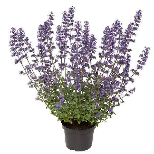 Bild 1 von Katzenminze Nepeta H 30+ 5 L Container