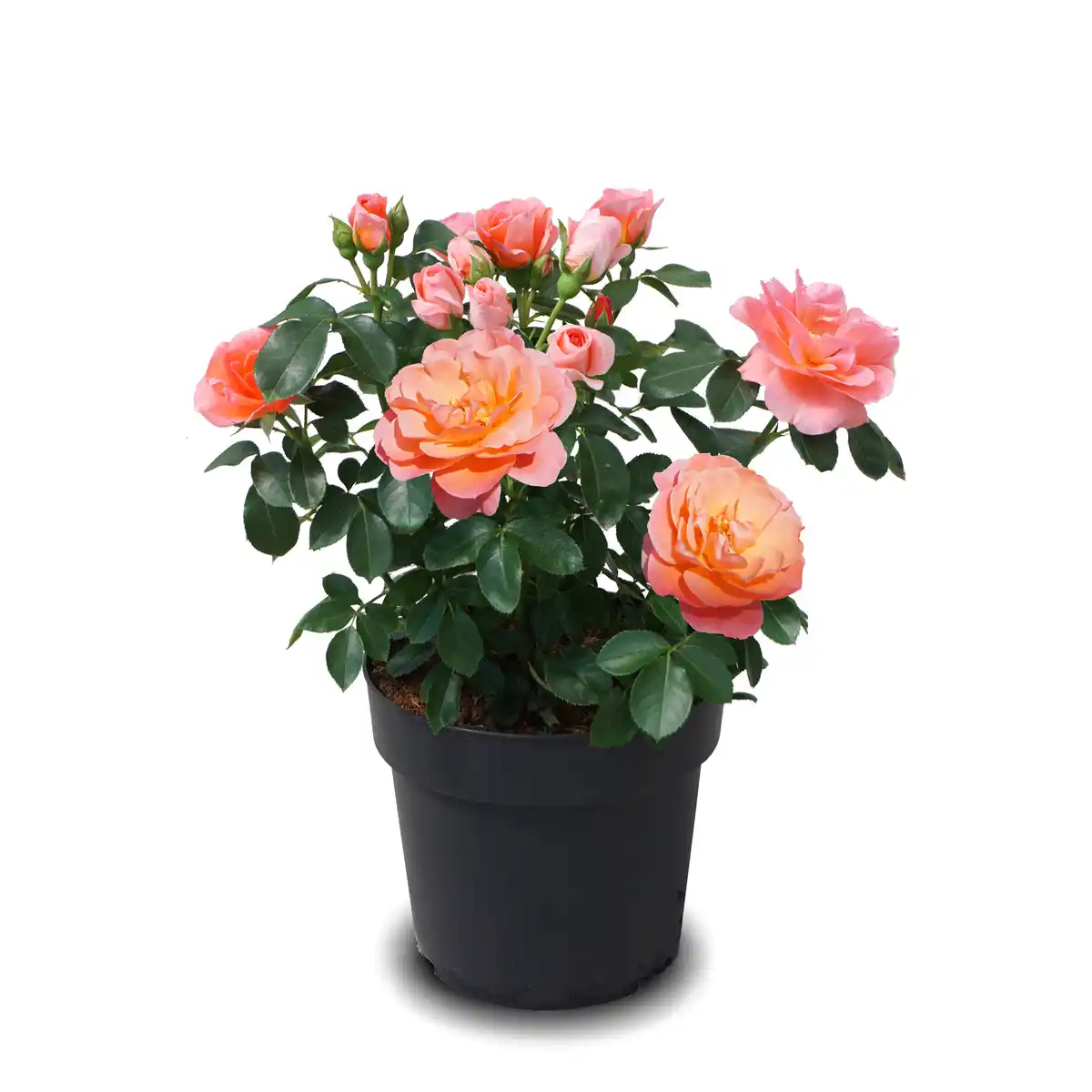 Bild 1 von Beetrose Sugar Candy ®, orange-Lachs-Rosé