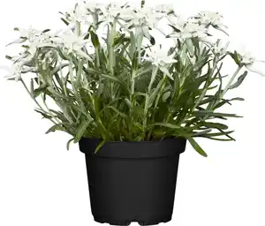 Edelweiß Leontopodium H ca 20 cm 13 cm Topf