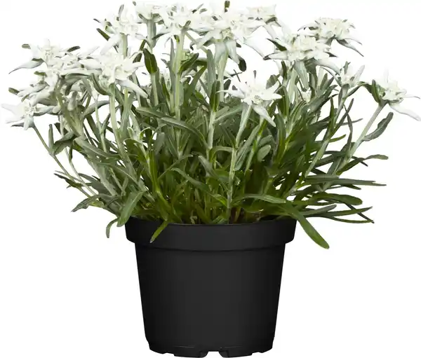 Bild 1 von Edelweiß Leontopodium H ca 20 cm 13 cm Topf
