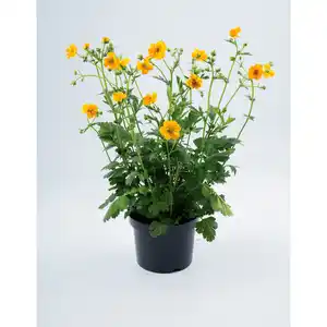 Stauden, Topfgröße ∅: 19 cm, bunter Blütenmix