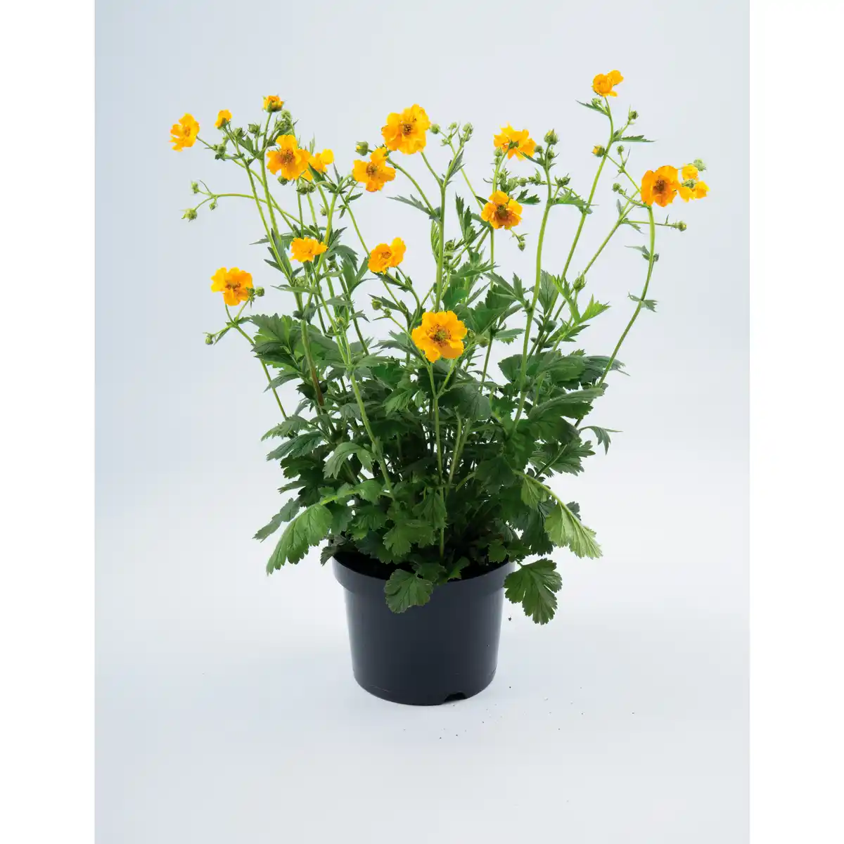 Bild 1 von Stauden, Topfgröße ∅: 19 cm, bunter Blütenmix