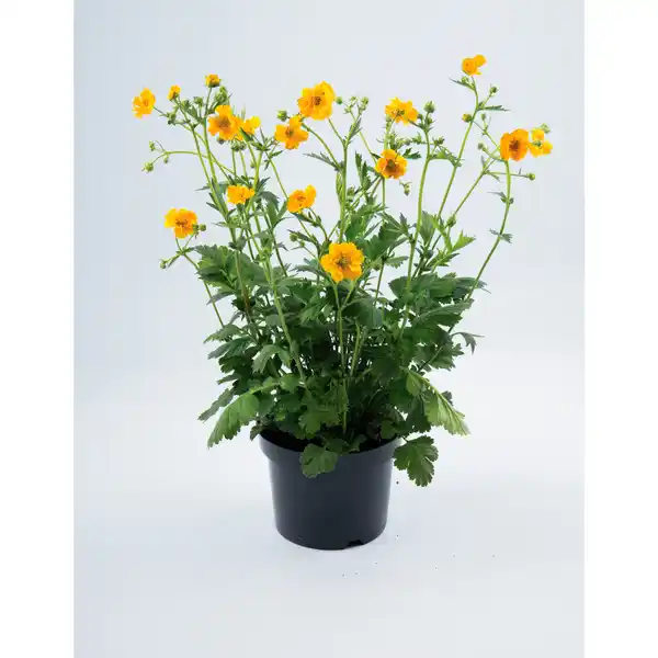 Bild 1 von Stauden, Topfgröße ∅: 19 cm, bunter Blütenmix