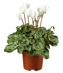 Alpenveilchen Cyclamen Verano H ca 35 cm 10,5 cm Topf