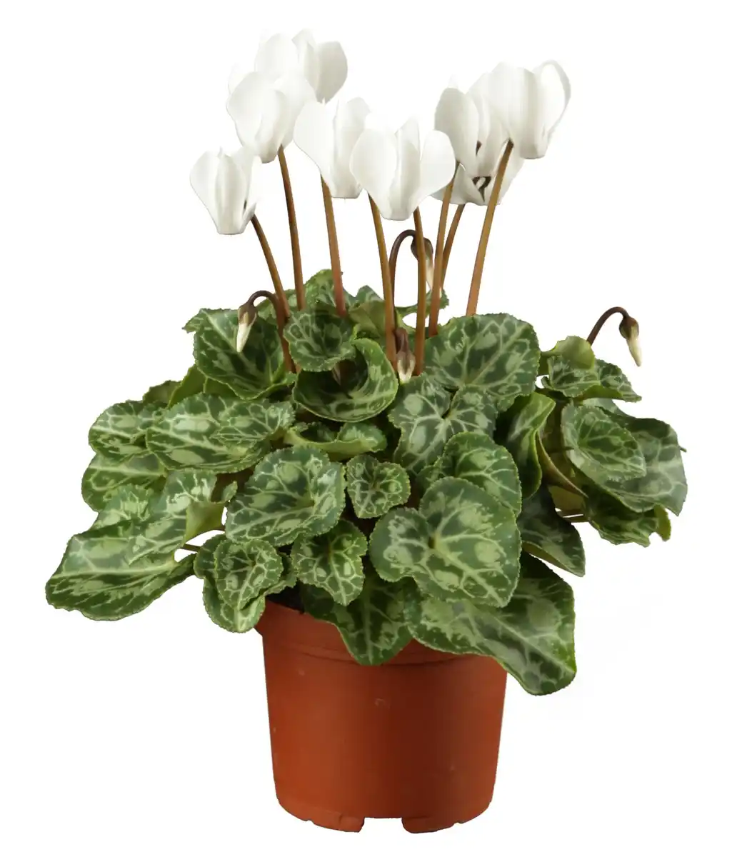 Bild 1 von Alpenveilchen Cyclamen Verano H ca 35 cm 10,5 cm Topf