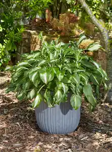 Hosta in Sorten Funkien in Sorten 30 cm 5 L Container
